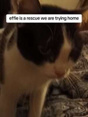 Effie showed up to us randomly one day. we have rescued more cats and dogs than we can count. she had a respiratory virus which we have battled for months. but still has an odd lingering sinus problem. we are trying to get money to get her X-rays. the vet and I discussed the odd shape of her skull and the potential of it being the cause of the ongoing issue. because we haven't cleared her health wise she isn't spayed yet. surgery of any sort is risky if we haven't completely discovered the issue. she is obviously insanely sweet. she is FULL of personality. we estimate her being under 2 years old. she just showed up in our driveway. and before you say 