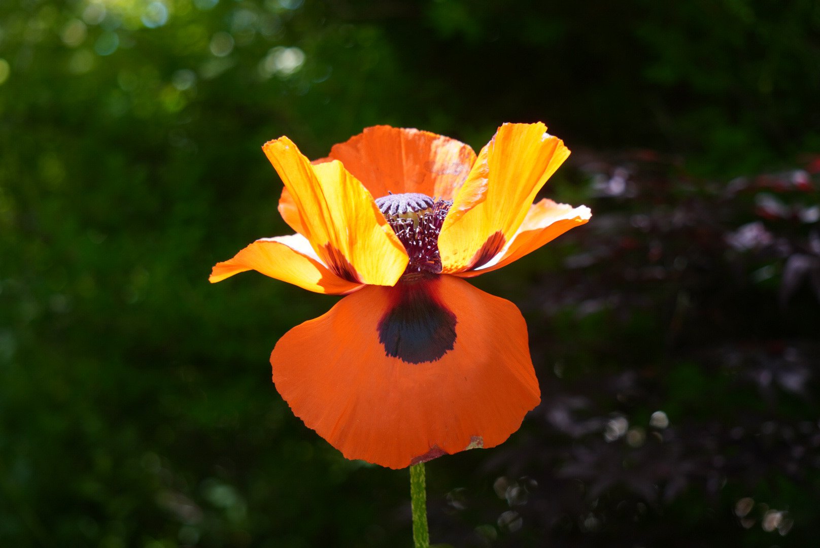 Stands with Orange product image (2)