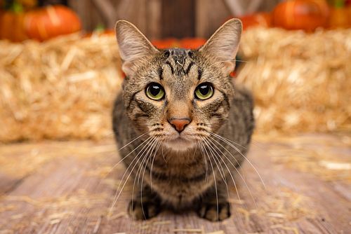 🐾❤️ Happy National Cat Day! Today, we celebrate the joy and companionship our feline friends bring into our lives. I’m excite...