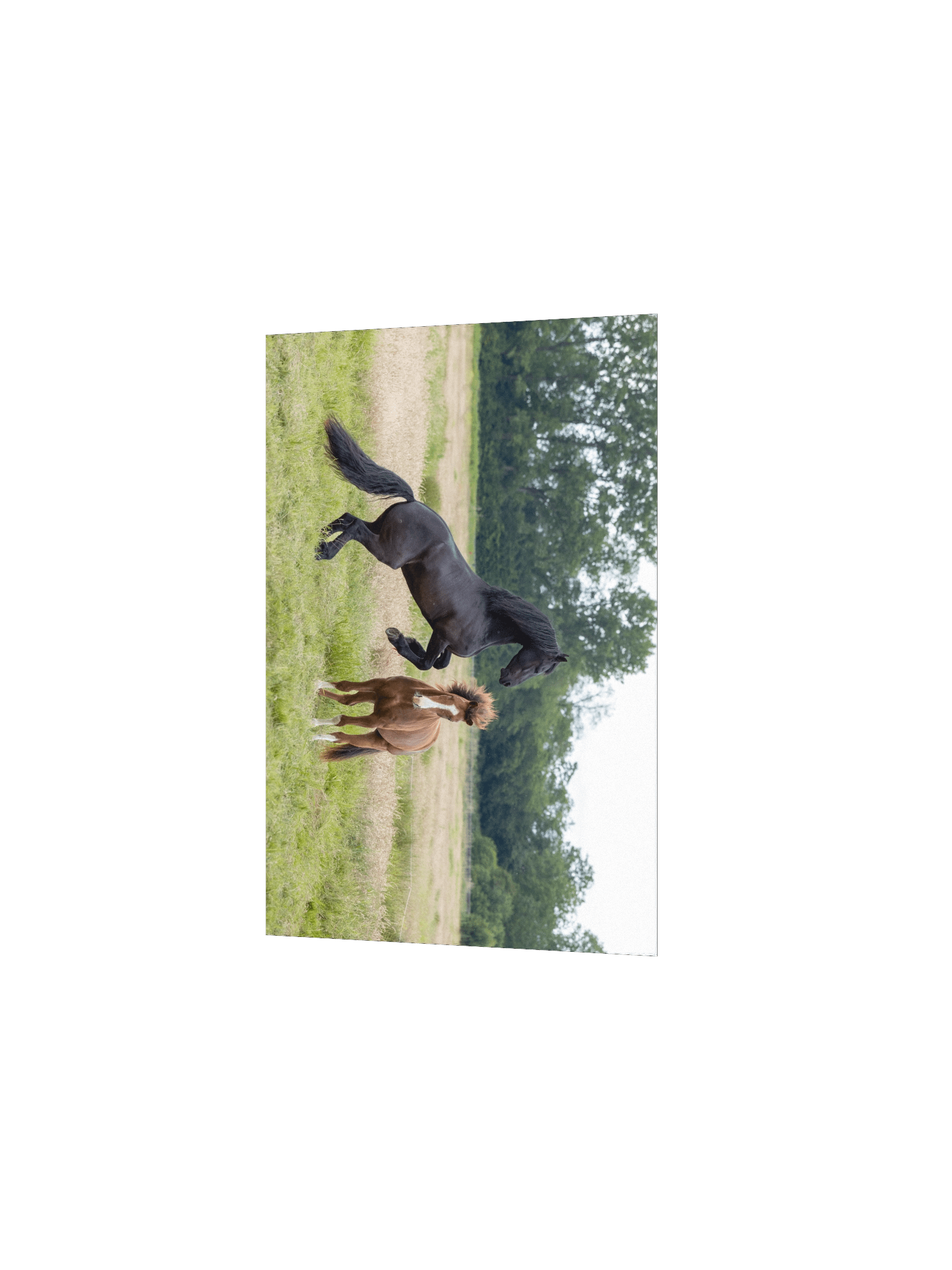 Teije Rein & Rising Star product image (3)