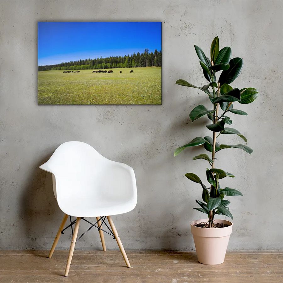 Grand Canyon Buffalo Graze product image (5)