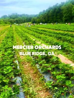 📍Mercier Orchards - Blue Ridge, GA We visited Mercier Orchards for a day of strawberry picking and a taste of their famous apple cider. The strawberries were unlike any we have had before. Incredibly sweet with just the right amount of tang. The apple cider was rich full of flavor and lived up to its reputation. A refreshing and memorable experience that captured the essence of local charm. #blueridge #mercierorchards #farming #fresh #atlanta #foryoupage #exploregeorgia #blueridgemountains 