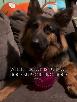 🖤🖤🖤🖤 #dogsoftiktok #dogcommunity #germanshepherd 