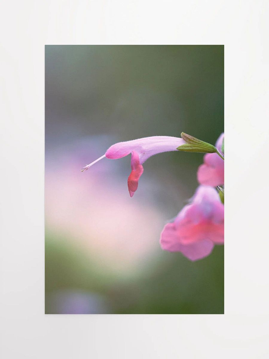 Pink Hummingbird Flower product image (10)