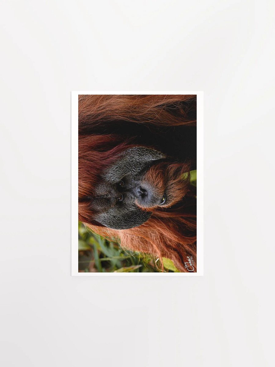 Graceful - Print product image (1)