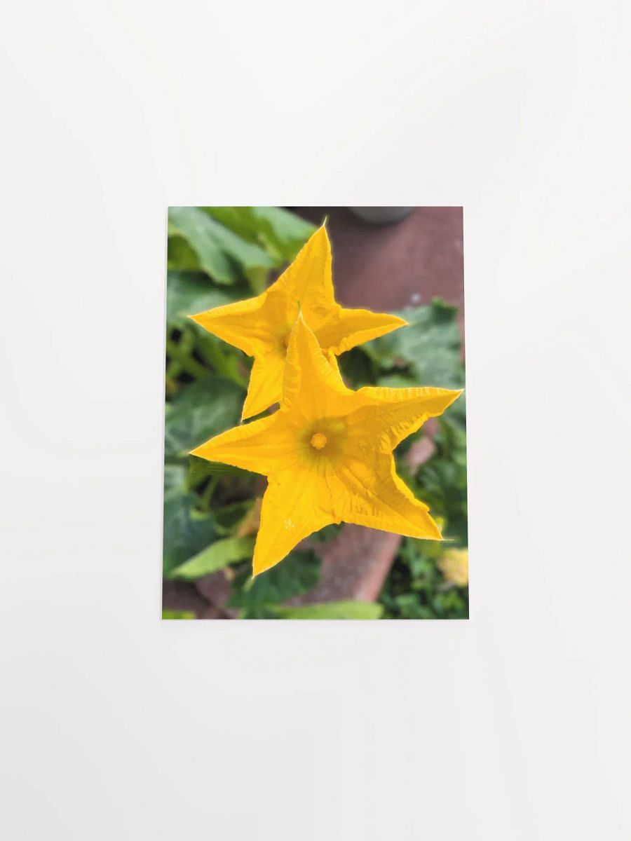 Pumpkin/Squash Flower product image (43)