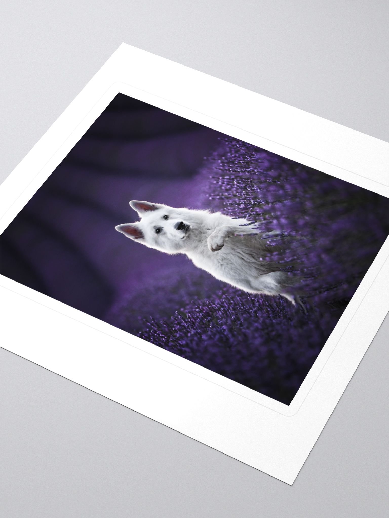 Rasta in the lavender fields product image (3)