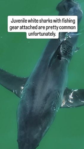 I never realized how many local white sharks carry fishing tackle until I started to look at my video archive of footage. It'...