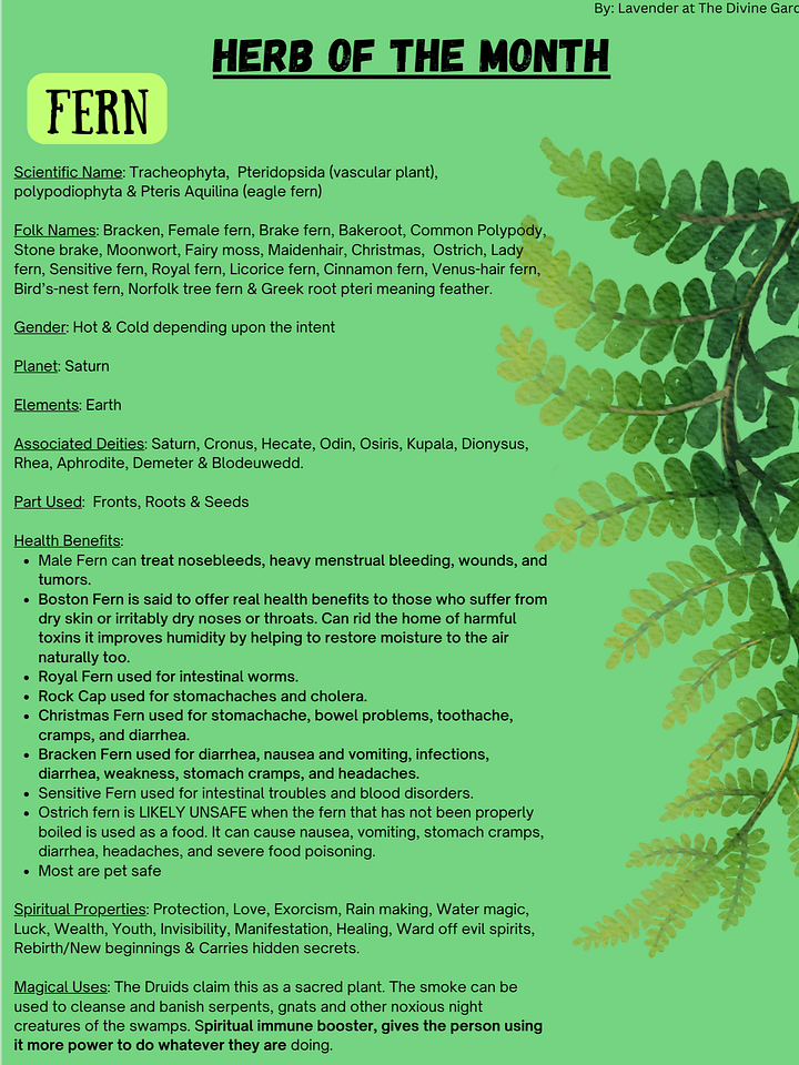 Fern product image (1)