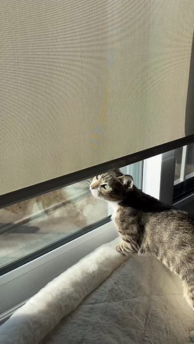 Eloise did the eckeckeck kitty noises and discovered that Ladybug has WINGS!  It was on the outdoor side of window 😂 #cutecat