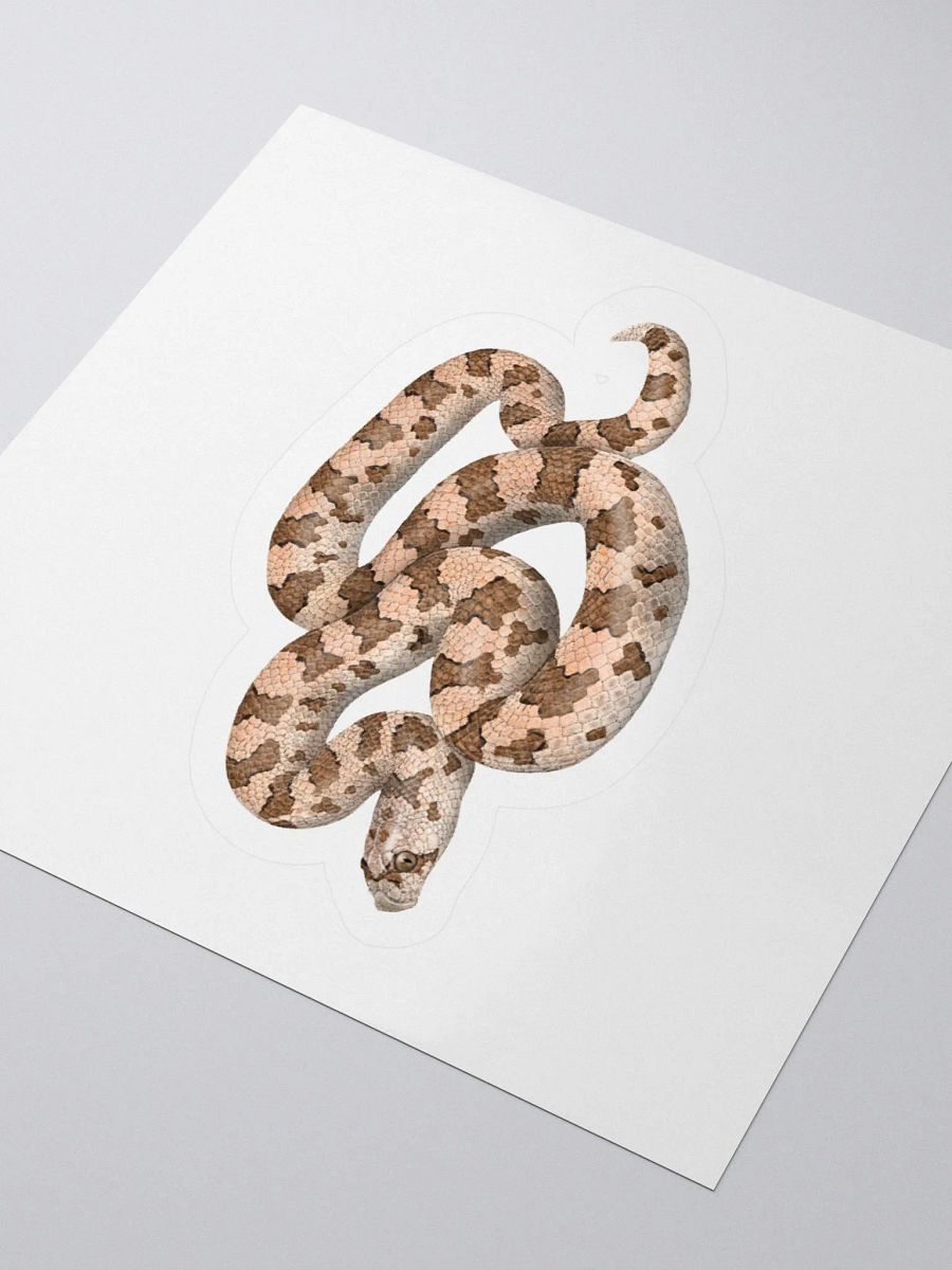Die-Cut Sticker – Spotted Leaf-nosed Snake product image (8)