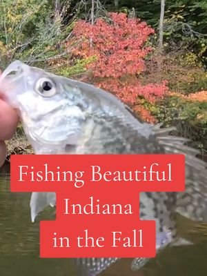 Beautiful Indiana Fall Fishing #fishing #viral #indiana 