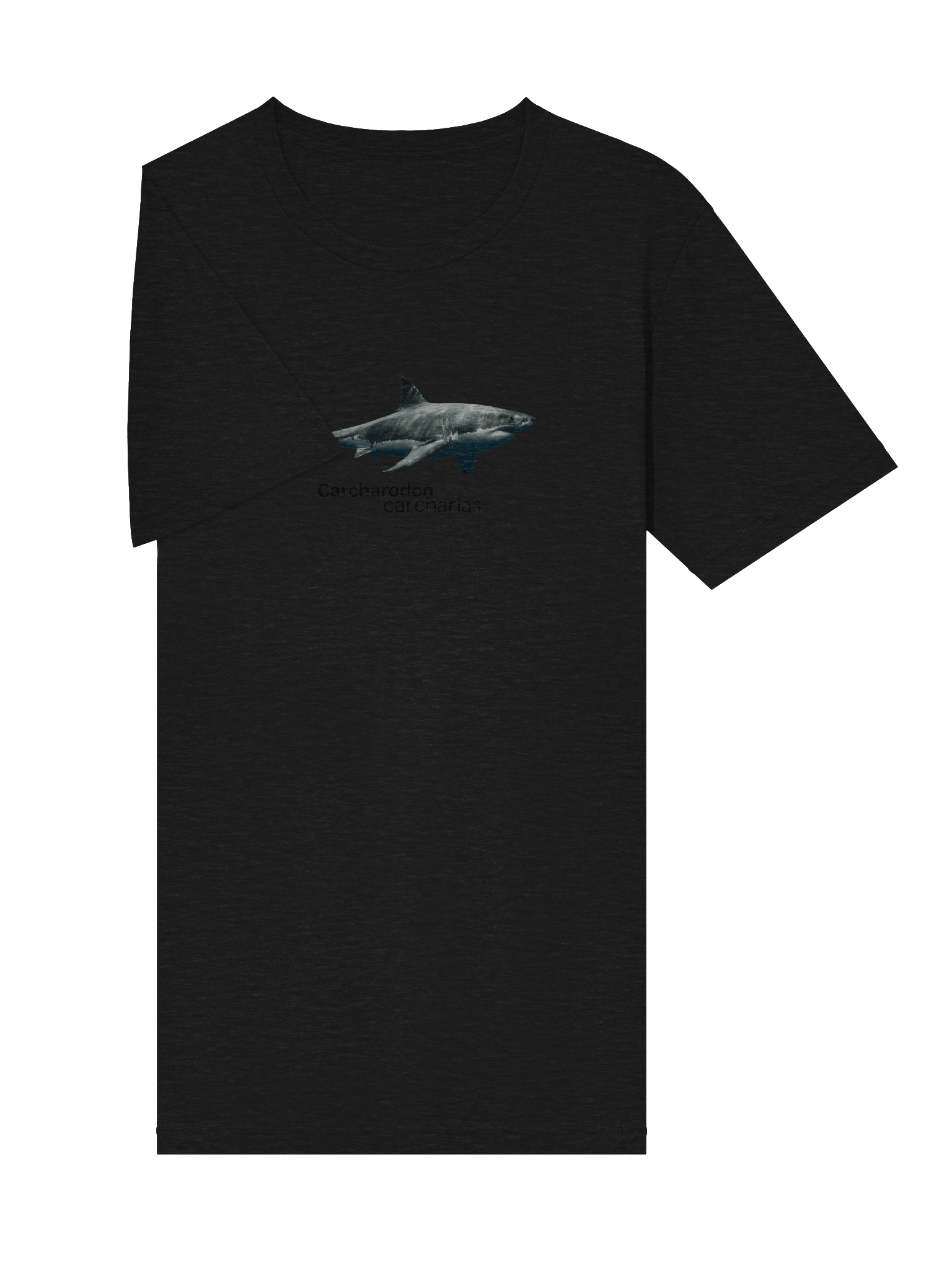 Carcharodon carcharias. product image (5)