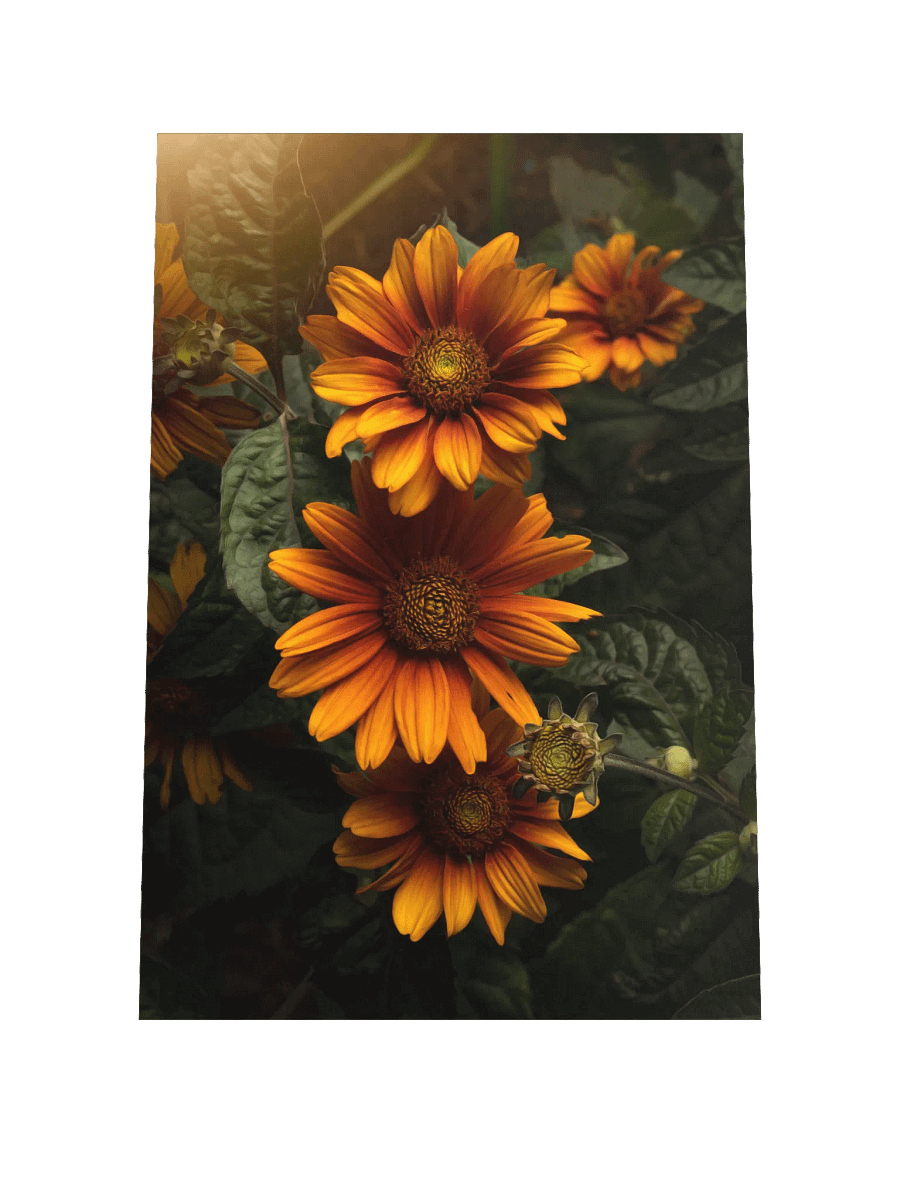 Sunny Orange Flowers in Golden Light product image (3)