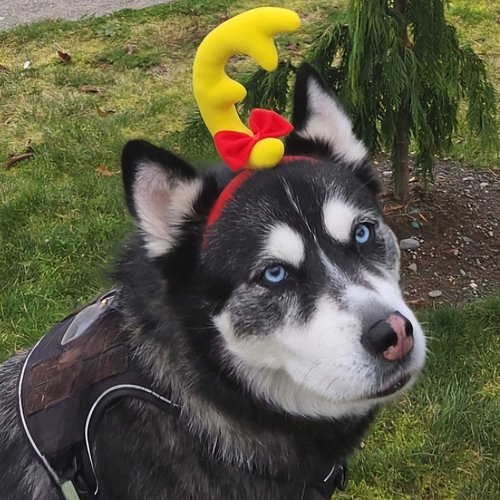 Nika is ready to help haul away all of the presents in whoville, or bring them back. Look into her eyes and let us know what ...