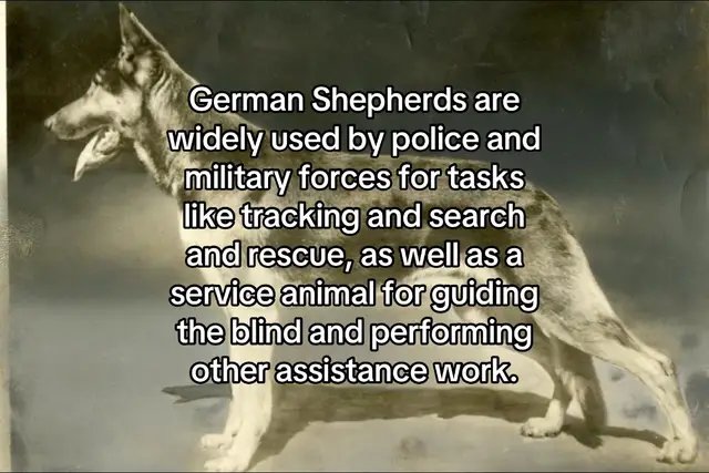 Love her but she can’t do any of those things 😭 #germanshepherd #germanshepherdsoftiktok #dogsoftiktok 