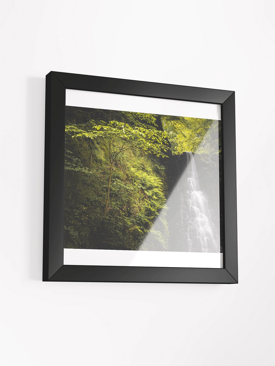 Falling Foss Sapling product image (11)