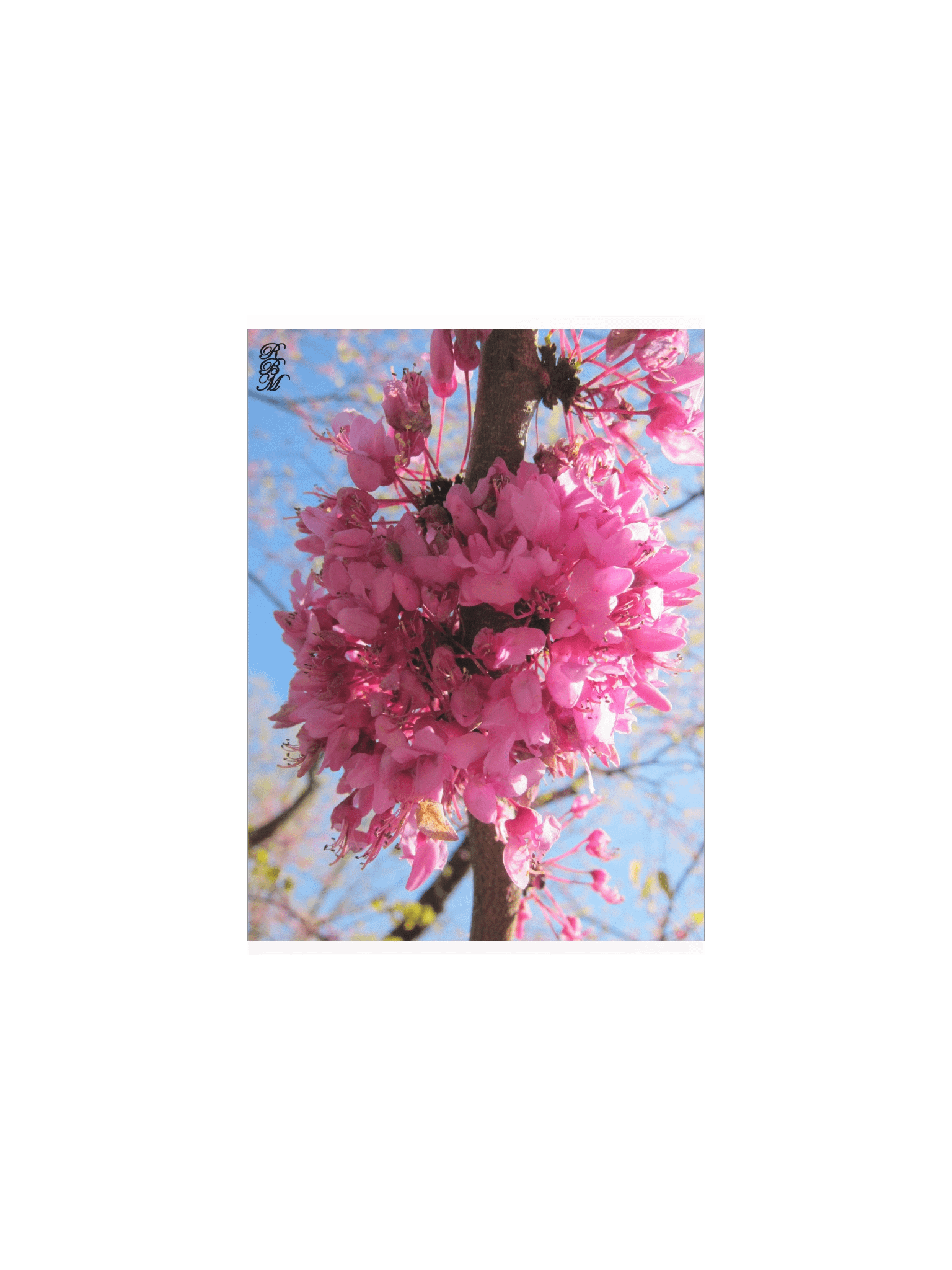 Pink Flowers on a Tree product image (2)
