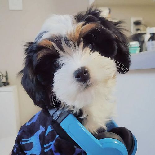 Fofinha, eu? 💕
#lizziefofinha #cachorrinha #filhotefofa #doguinhalinda #doguinhaestilosa #doguinha #filhotinha