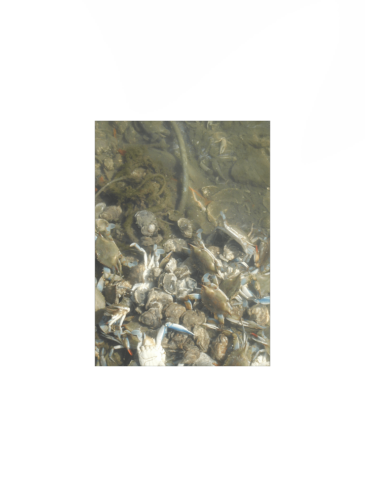 Crab Colony Underwater Matte Poster product image (4)