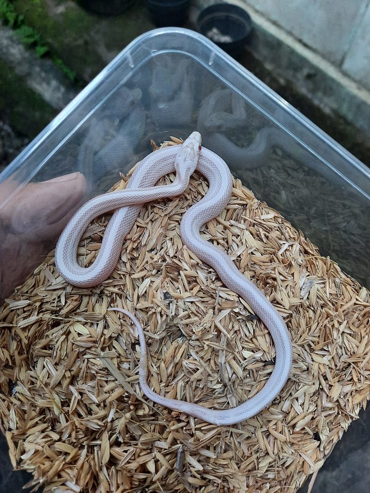 Cornsnake Snow Pinstrip Female Baby product image (1)