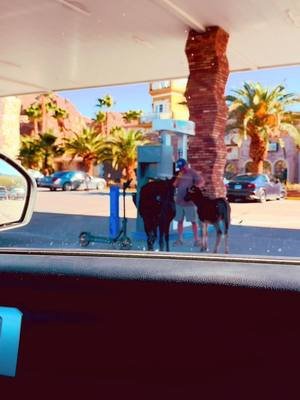 Well what we have here is a jackass feeding a jackass and now we got a bunch of jackasses blocking the MF gas pumps can you just take your donkey asses to the side so I can get some gas! ⛽️ 