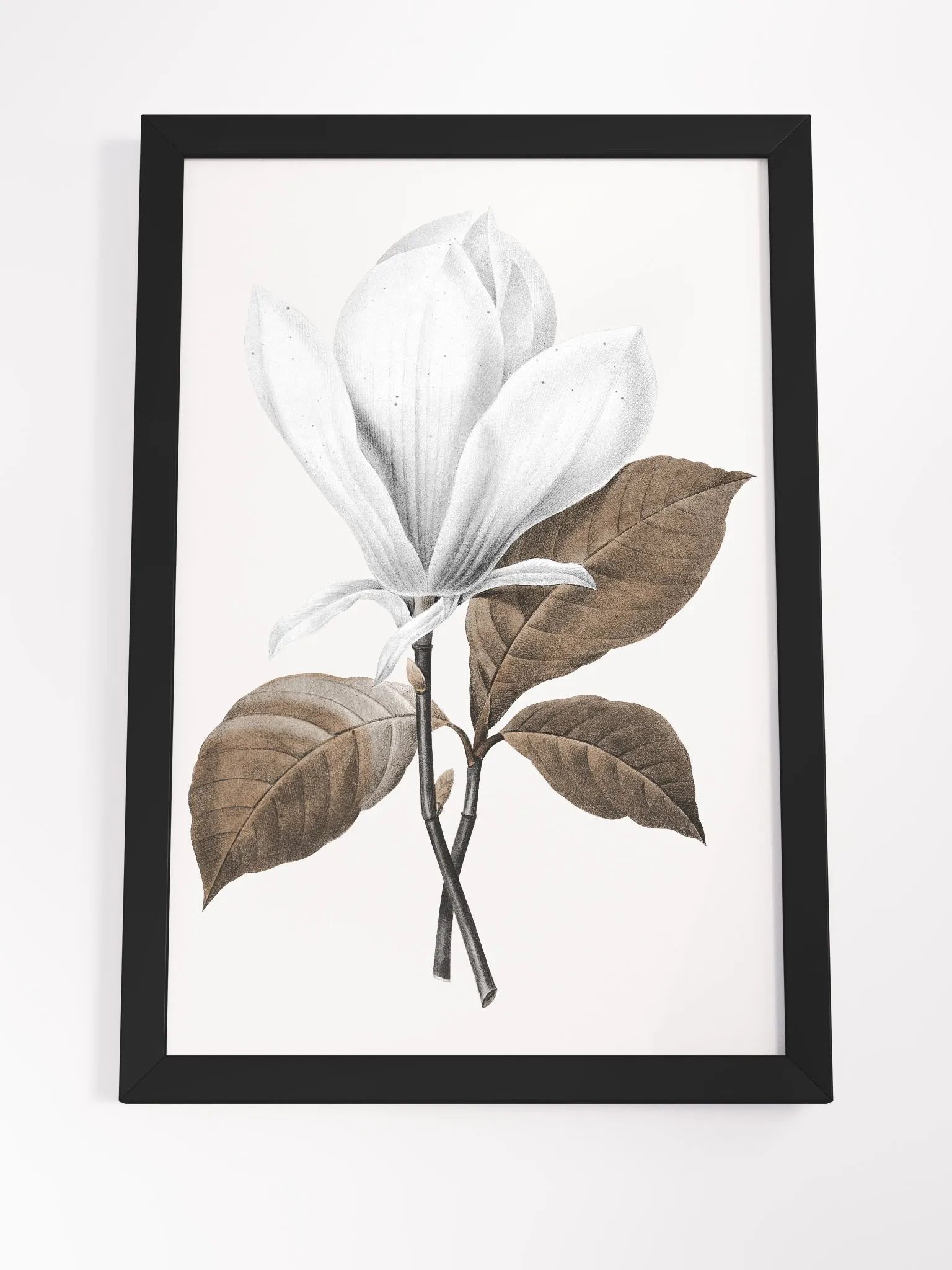 Magnolia Grandiflora #1 Framed Print product image (4)