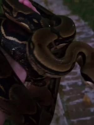 pre storm lighting, and fresh shed. Firebelly looking good. #bci #snakesoftiktok #snake #firebelly #boaconstrictor #firebellyboa #honduranboa #HonduranFireBelly 