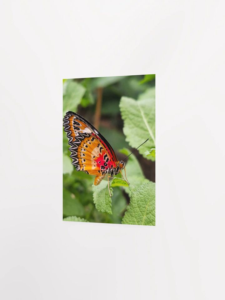 Lacewing Tropical Butterfly Poster 5x7" product image (2)