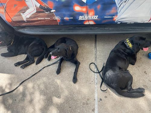 Look at that fat dog butt! Lol someone’s getting too big lol 😂 #dogsofinstagram #k9unit