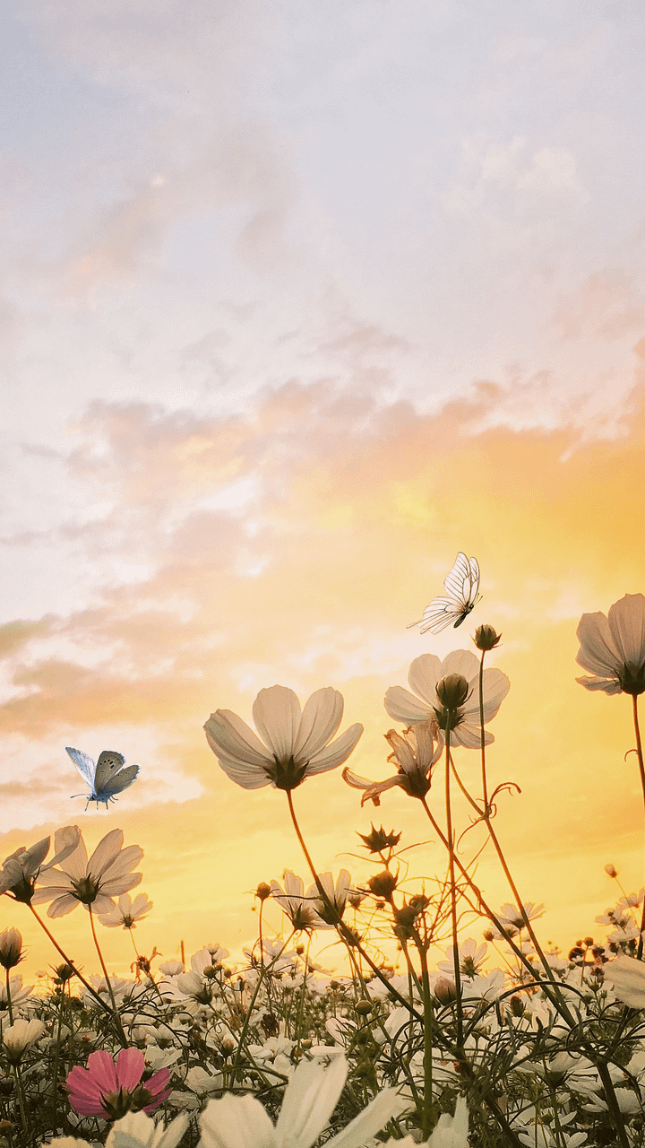 Butterfly Sunrise in a Flower Field - wallpaper product image (1)