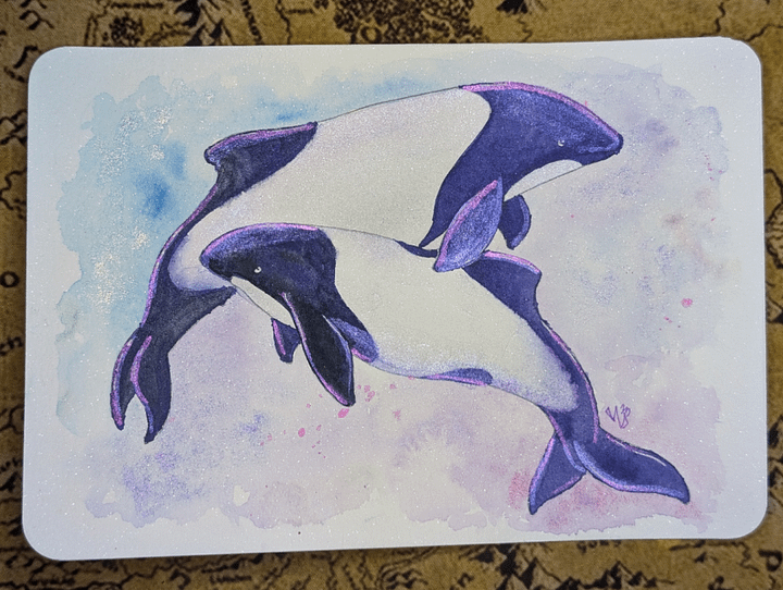 Commerson's Dolphins product image (1)