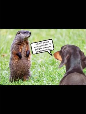 ℍ𝕒𝕡𝕡𝕪  𝔾𝕣𝕠𝕦𝕟𝕕𝕙𝕠𝕘  𝔻𝕒𝕪! 😅🤣 #groundhogday #NC #fyp #fypシ #1500followers❤️ #dogmemes #dogsoftiktok #funnydogs #dogdaycareandboarding #lumbertonnc #fayettevillenc #robesoncounty 