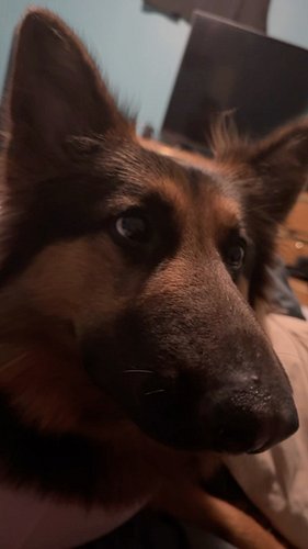 🙈

#dogs #dogsofinstagram #germanshepherd #germanshepherdpuppy #germanshepherdsofinstagram #dogstagram #dog #puppy #puppylove...
