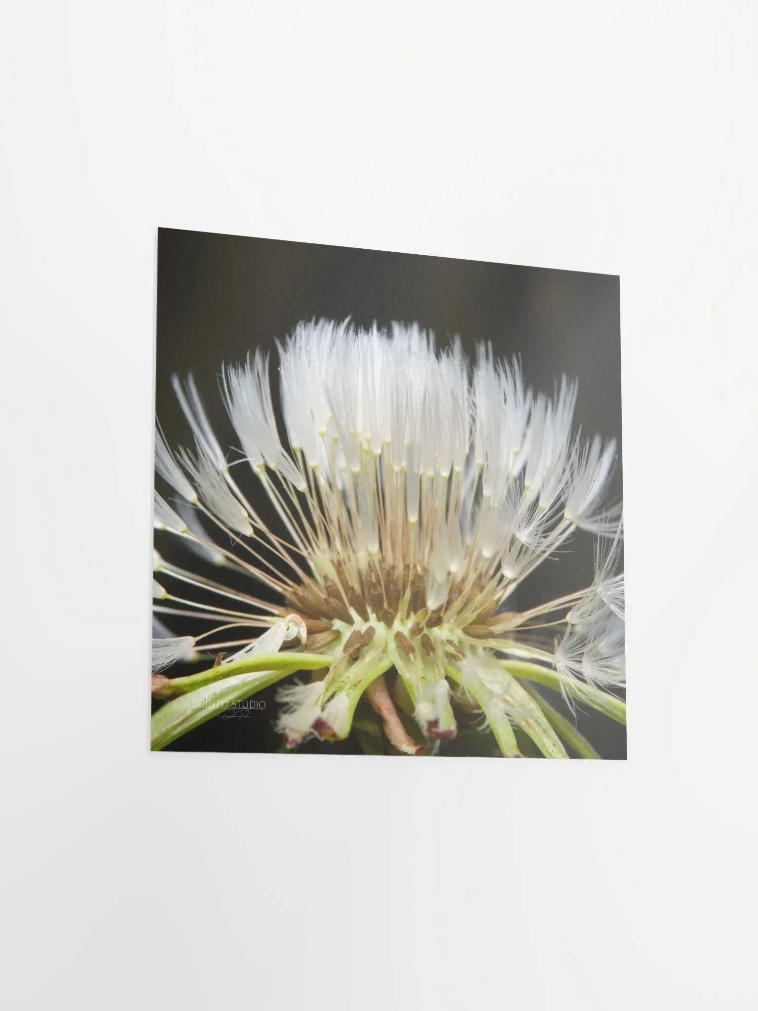 Dandelion #10 - Print product image (7)