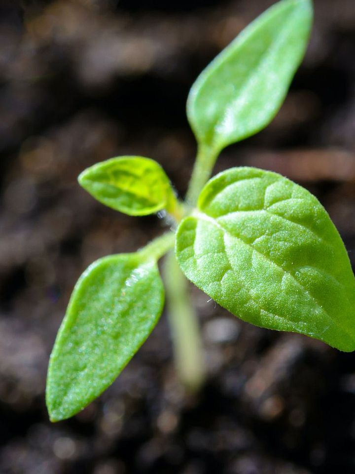 Out of the Garden Shed - Adaptive Home Gardening for Food & Joy product image (2)