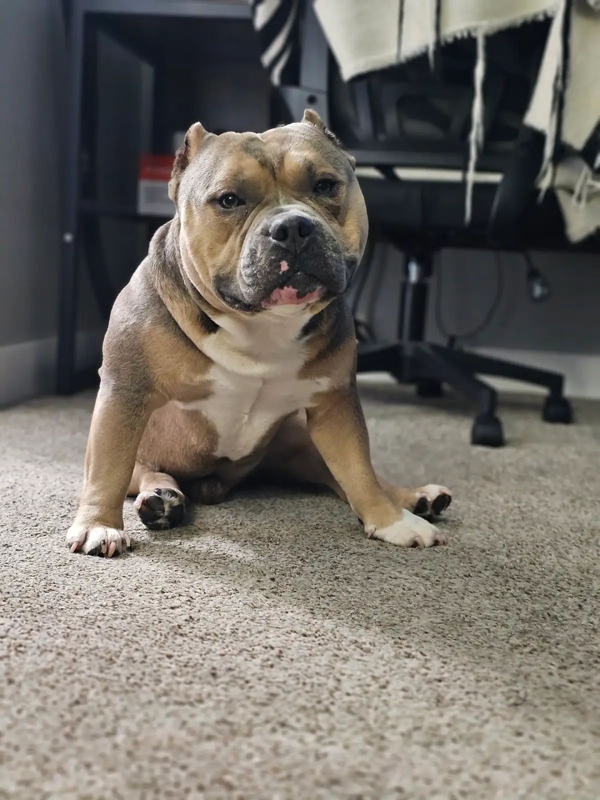 #fypシ #foryoupage #fyp #dogs #dogsoftiktok #americanbully #5k #bulldogsoftiktok #cutebaby #bully #help 