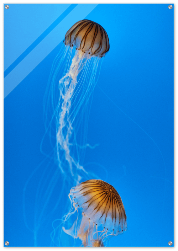BLUE JELLY GLOSSY ACRYLIC PRINT product image (1)