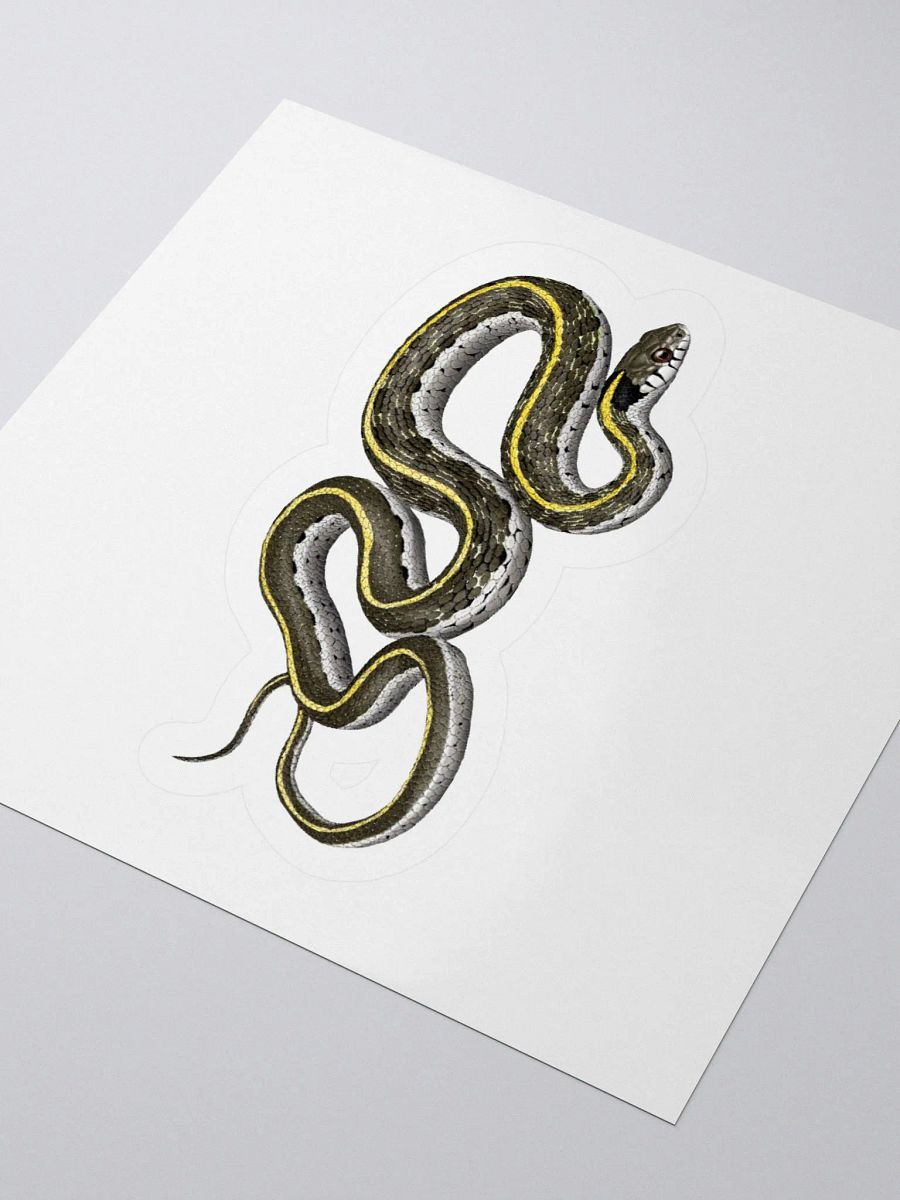 Die-Cut Sticker – Blacknecked Gartersnake product image (9)