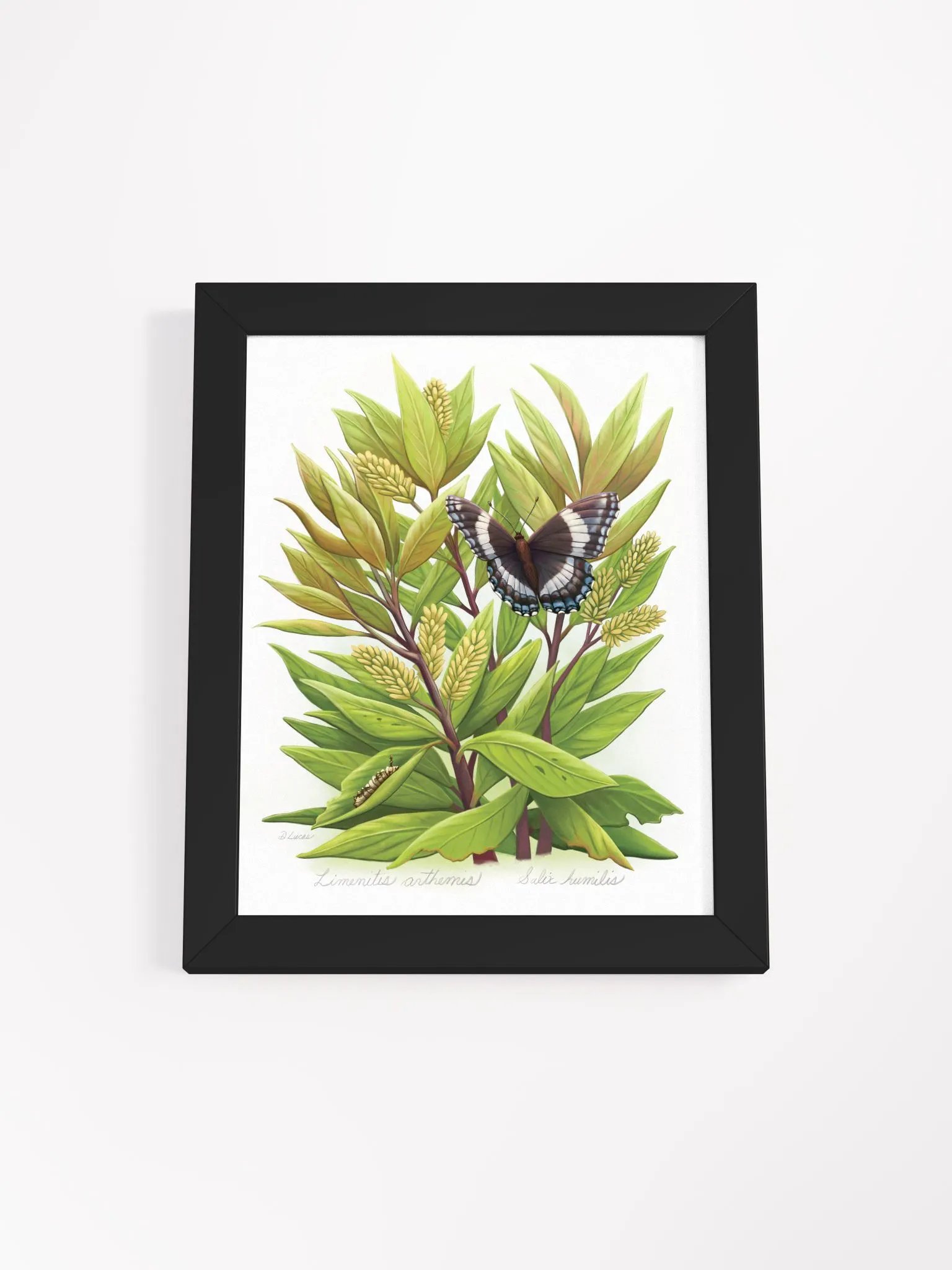 White Admiral Butterfly product image (9)