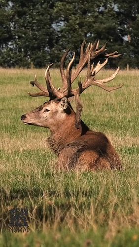 The male Red Deer (Cervus Elaphus) have the most incredible call. Seeing these magnificent beasts so close is an absolute hon...