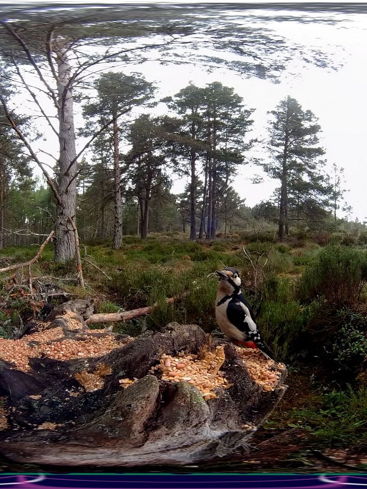 "Wildlife" Part of the Scottish Treasure "Moments" Suite product image (2)