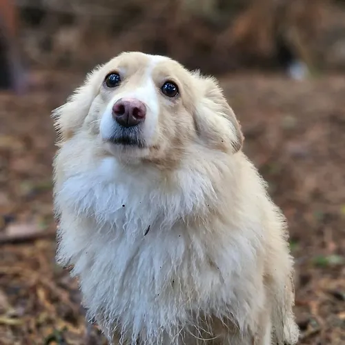 Dog. #dog