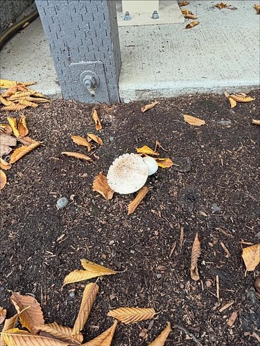 Took some photos of some mushrooms while we were out today. 

I really enjoy taking photos. I wish I got to do it more often....
