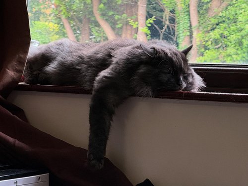 Lil munchkin needs nap time 

#cat #cats #catsofinstagram #of #catstagram #catlover #catlife #instagram #catlovers #kitten #i...