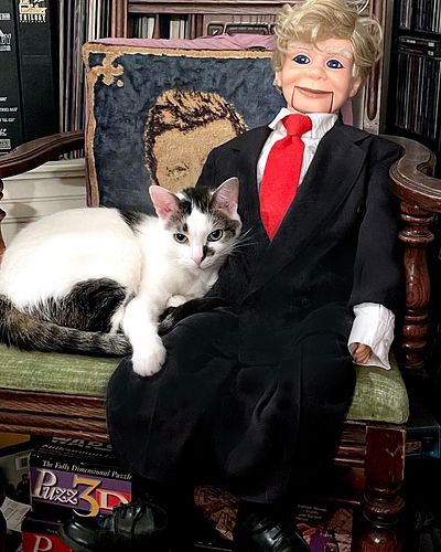 Oreo and Dummy Trump.

#catsofinstagram #trump