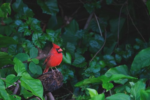 Northern Cardinal
#northerncardinal #angrybird #robinmehdee #floridabirdlover