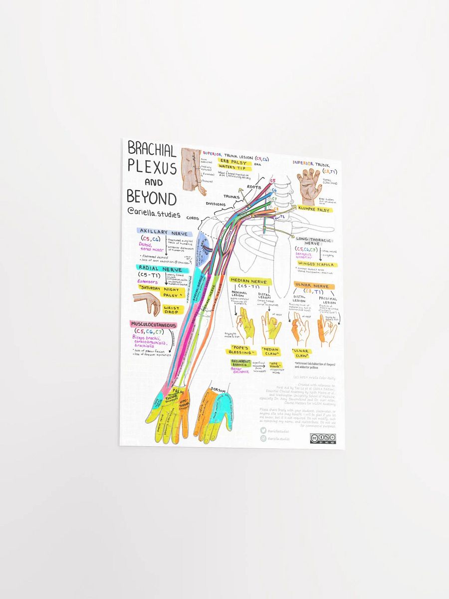 Brachial Plexus Poster product image (3)