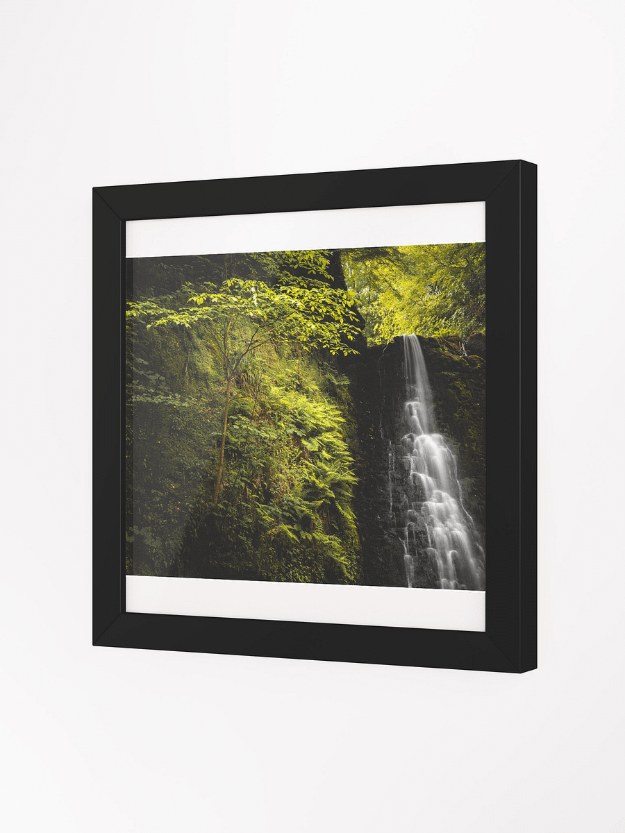 Falling Foss Sapling product image (8)
