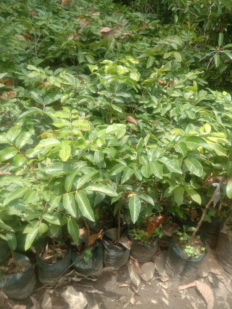 Tanaman buah kelengkeng mata lada atau biji lada, tinggi sekitar 60cm sampai 1 meter